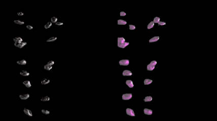 Multiphase Flow Patterns Identification